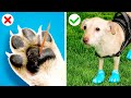 GENIUS HACKS FOR SMART PET OWNERS || Cool Gadgets And Tips By GOTCHA! Hacks