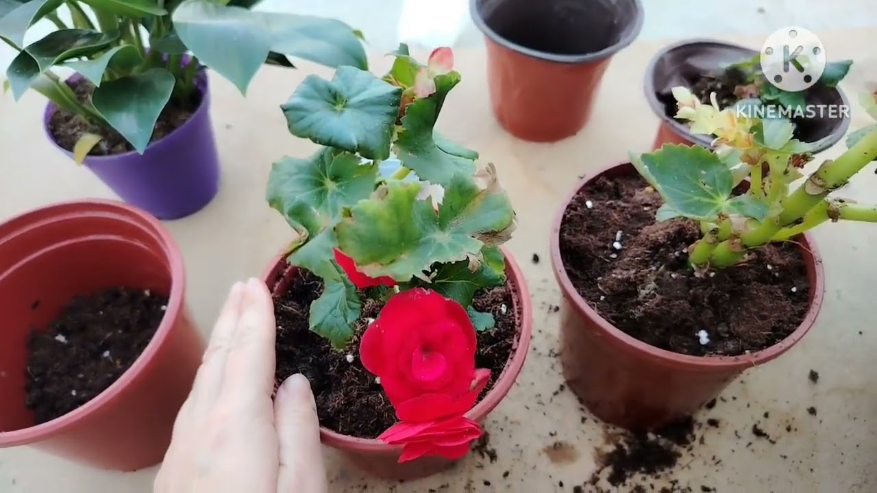 GULLARNI EKISHDA BULARDAB FOYDALANIGN ALBATTA.