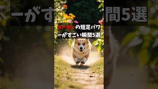 コーギーの短足パワーがすごい瞬間5選　#コーギー #犬好き #犬のいる生活