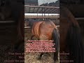 we just need a little help from each of you.#rescueefforts #donaters #horse#helpthemfoundation