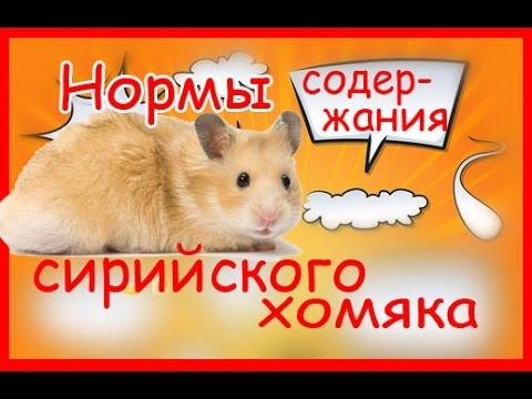 Хомяк сирийский в домашних условиях