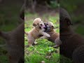 كلاب تلعب. dogs playing