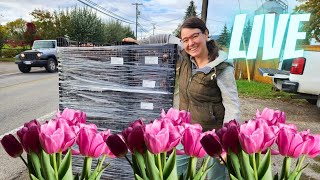 Tulip Talk  Flower Farming Q & A