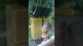 Ikan Louhan Srd Lokal