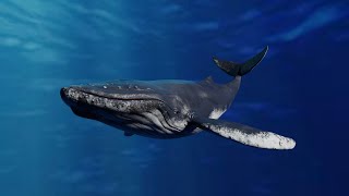 Humpback Whale 3d model Animated