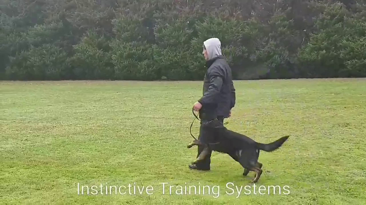 3 Week Boot Camp ' How To Achieve Precision Obedience With Your Dog