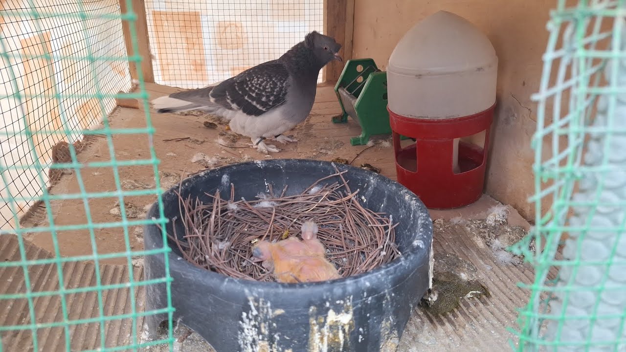 Çakmaklının Yavruları Çıktı 🧿 Yeni Kümes 