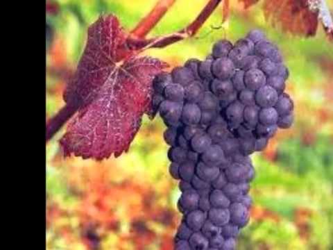 ლეჩხუმი