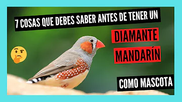 ¿Qué animal tiene diamante?