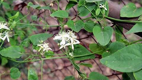 Great Fractals and non-fractal Animations 5066 @RickLord-ff9ri