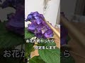 【剪定】紫陽花を来年もたくさん咲かせる裏技　#観葉植物 #あじさい #剪定 #植物