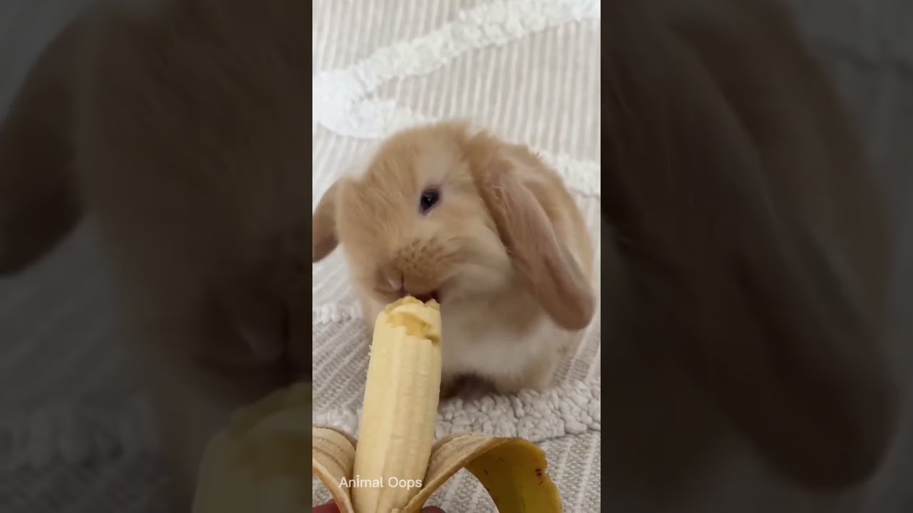 Animal Tiptop 29!  #animals #trending #ytshorts #animalshorts #animalsounds #cute #shorts