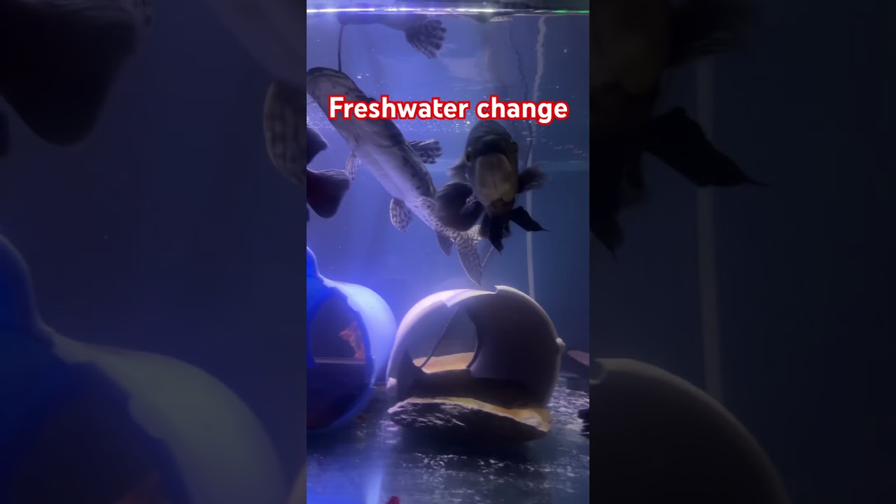 Freshwater change #exoticaquariumfish #cichlids #aquarium #fishtank #fishkeeping #freshwaterfish