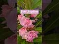 Floral Impatiens #floraisdebach #impaciente #calma #tdah #impaciencia #estresse #signoaries #aries