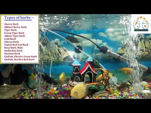The Different Types of Freshwater Barbs ||
