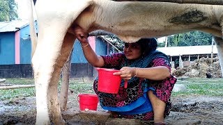Cow&#39;s Milking | Beautiful Girl | How to Collect Cow Milk By Hand | LifeReviewBD