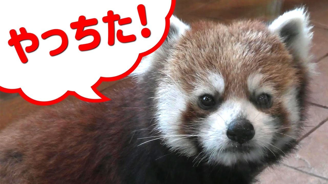 レッサーパンダ 四男くん なぜ ひっくり返してるの Aws Red Panda Why Are You Turning It Over Adventure World 4k Youtube