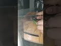 bhindi #icecreamsong #food #recipe #cooking #icecreamsong #food #recipe #music Cc Shivaani #partyan