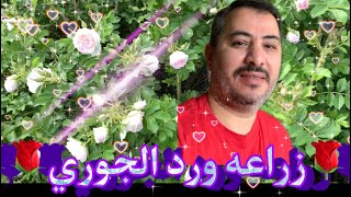 زراعه ورد الجوري في النرويج على الطريق 