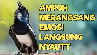 TERAPI KACER GACOR INI AMPUH ATASI KACER MACET BUNYI LANGSUNG NYAUT EMOSI CEPAT PANAS BUKA EKOR