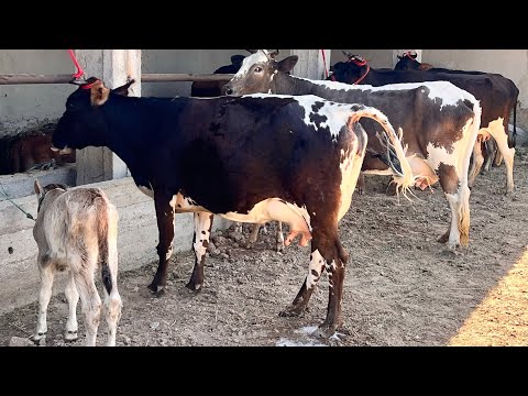 4 САР ГОВИ ФАСОНИ ФУРУШИ☎️902 30 31 37☎️НОМЕРИ ВАСАБ ☎️906 59 33 33 НАВОРИ8 июля 2026 г.