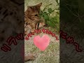 猫があなたのメンタルヘルスにどのように役立つか💙#cat #ねこ#猫のいる暮らし#保護猫 #ネコ#short #にゃんこ#猫好きさんと繋がりたい#猫 #猫のいる生活 #癒し#猫動画##疲れた#不眠症