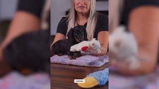 Are You Picking Up Your Mini Dachshund? | Mini Dachshund Puppies for Sale in New Jersey