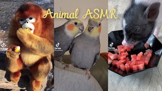 7 minutes of cute animals doing ASMR