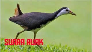 suara wak wak betina 100% moro
