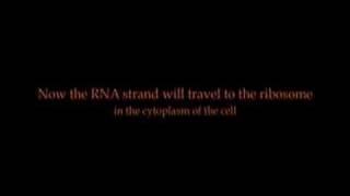 Replication, Transcription, and Translation