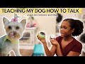 Teaching My Dog How To Talk With Viral Tik Tok Buttons | FluentPet Unboxing