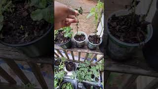 6/14/26 Garden Update - Zone 8a , NC