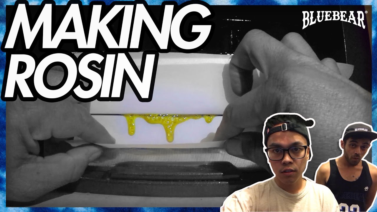 Making Rosin with BLUEBEAR Cannabis Brand
