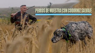 Perros de muestra con codorniz salvaje