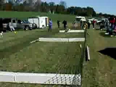 Jack Russell Terrier Hurdle Race