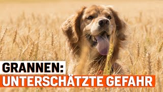 Unterschätzte Gefahr: Grannen sind eine ernste Bedrohung für Ihren Hund