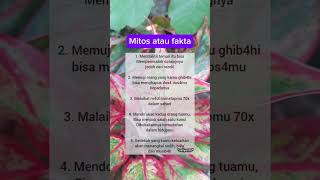 mitos atau fakta. #quotes #kehidupan #pernikahan #rumahtangga #realita #motivasi