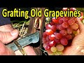 GRAFTING OLD GRAPEVINES | 1 YEAR GRAFT UPDATE WITH FRUITS