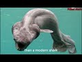 5 Terrifying Ocean Creatures You Didn't Know Exist