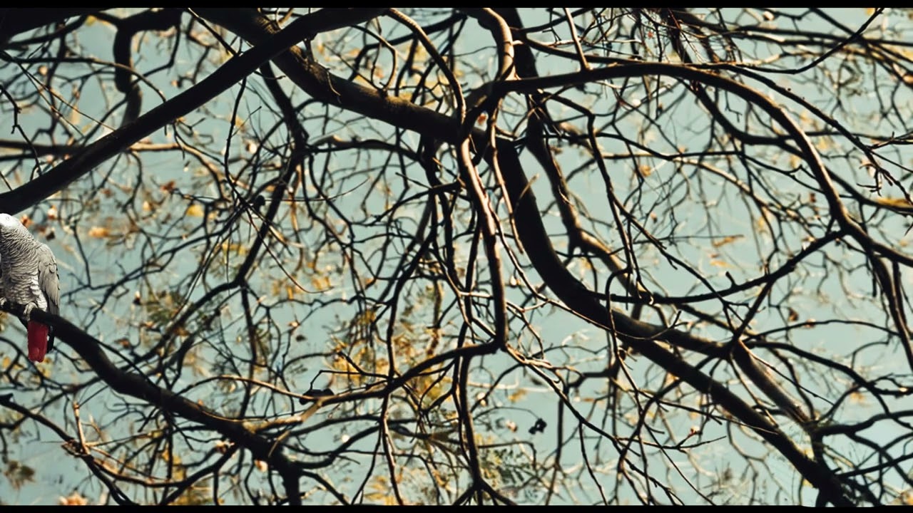 Experience Harmony: An African Gray Parrot Singing Amidst Calming Ambient Nature Sounds