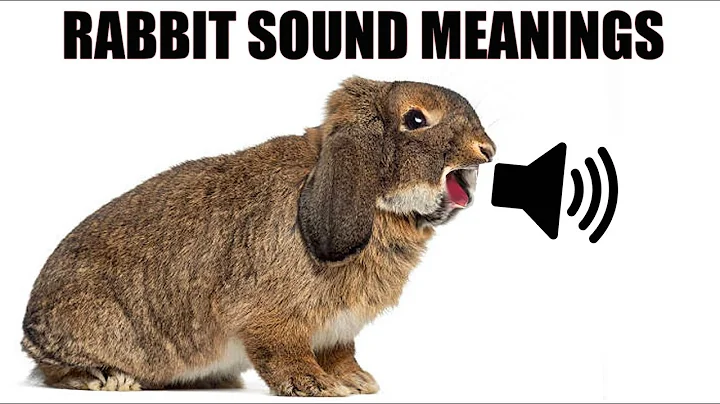 13 Sounds Rabbits Make and What They Mean - DayDayNews