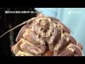 巨大深海生物ダイオウグソクムシ - Giant isopod which lives in the deep sea