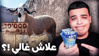 غلاء الأسعار يمكن أن يلغي عيد الأضحى 🐑 !؟ by Farouk Life 225,572 views 1 day ago 8 minutes, 19 seconds