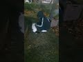 어린 대학교2학년 자취생이 저녁마다 구내염냥 밥을 매일주며 아이들과 놀아주는모습이 참 따듯해 동영상 만들어 올림니다. 이 학생에게는 추억이되겠지요.