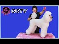 Best Standard Poodle Brush and Fluff Tutorial on Multiple Best in Show Winner Sparkle