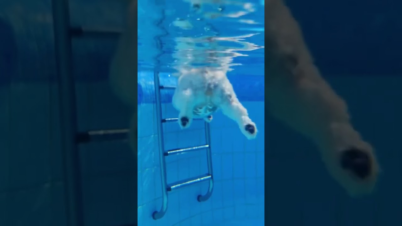 Як песик насолоджується басейном 😍 