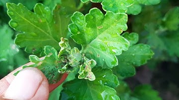 Bông tết cúc đại đóa 2022(22/11âl)mẹo nhỏ #ToanNguyen#0933760844