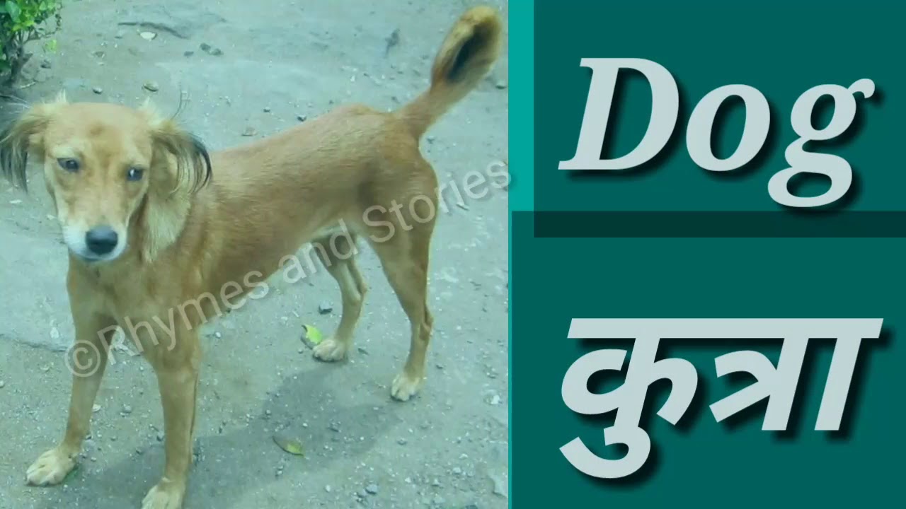 Domestic and Wild Animals in Marathi | पाळीव आणि जंगली प्राणी मराठी ...