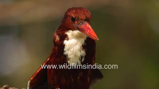 Kilkila, White-throated Kingfisher or White-breasted Kingfisher shows off brilliant colours