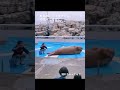セイウチさん腹筋中にまさかのハプニング　#うみたまご